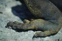 Land iguanas