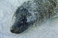 Sea lions with sand (close-ups)