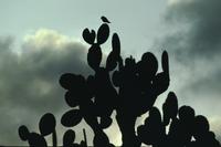 Backlit cactus and silhouettes - immature Galapagos hawk and giant opuntia cactus
