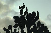 Backlit cactus and silhouettes - immature Galapagos hawk and giant opuntia cactus