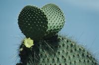 Cacti and sesuvium plasas