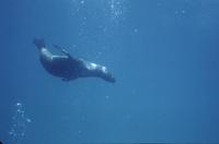 Sea lions - shallow water, plasas, dock
