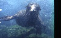 Sea lions - shallow water, plasas, dock