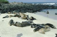 Sea lions at beach