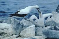 Mother feeding immature masked booby