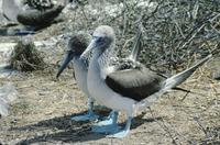 Blue-footed booby on eggs (newly hatched young)