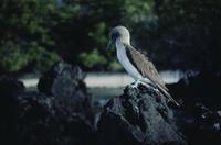 Bluefooted booby - sunset light