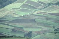 Landscape : cultivated hills