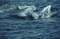 Whales in Grice Bay