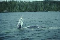 Whales in Grice Bay