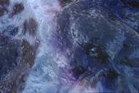 Close-ups of white and purple kelp