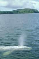 Whales at Grice Bay