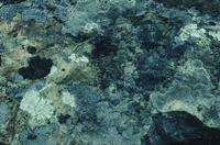 Close-ups of lichen on rocks