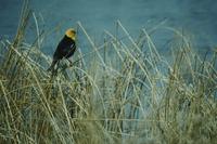 Yellow-headed blackbirds at marsh