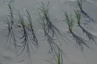 Sand dunes and grass patterns