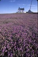 House and purple field