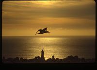 Gannets in flight at sunrise