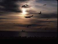 Gannets in flight at sunrise