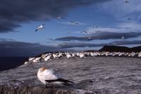 Australasian Gannet colony, Cape Kidnappers