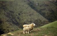 Hills and sheep east of Tongariro National Park