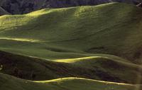 Hills and sheep east of Tongariro National Park