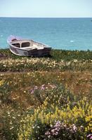 Flowers and old fishing boat near Hastings