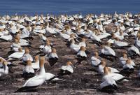 Australasian Gannet colony, Cape Kidnappers