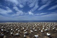 Gannet colony, Cape Kidnappers