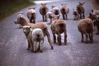 Sheep on roadway