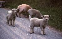 Sheep on roadway