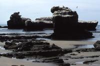 Gannet colony on the beach