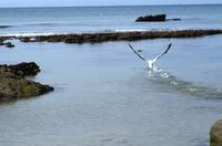 Gannet colony on the beach