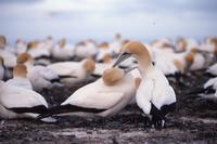 Gannet colony, Cape Kidnappers