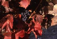 Grapes and leaves