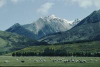 Sheep and mountain