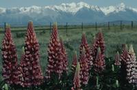Foxgloves and snowcapped mountains