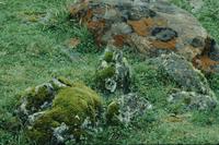 Red-brown lichen on rock