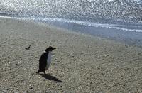 Lone penguin on beach