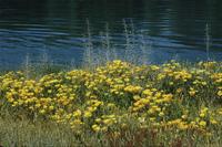 Yellow poppies and turquoise water
