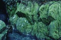 Cave with green moss walls