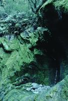 Cave with green moss walls