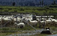 Herding sheep across roadside