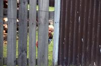 Child peeking through fence