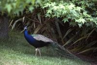 Noncooperative peacock