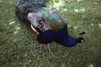 Noncooperative peacock