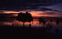 Mangrove silhouettes at sunset