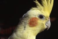 Close-ups of cockatoo