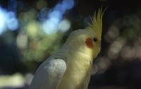Close-ups of cockatoo