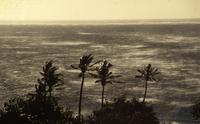 Wind on the Pacific, and palm trees