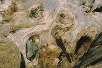 Old man" face in driftwood